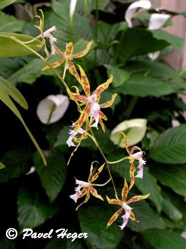Odontoglossum constrictum